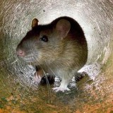 Plaga de ratas en Madrid