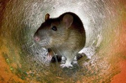 Plaga de ratas en Madrid